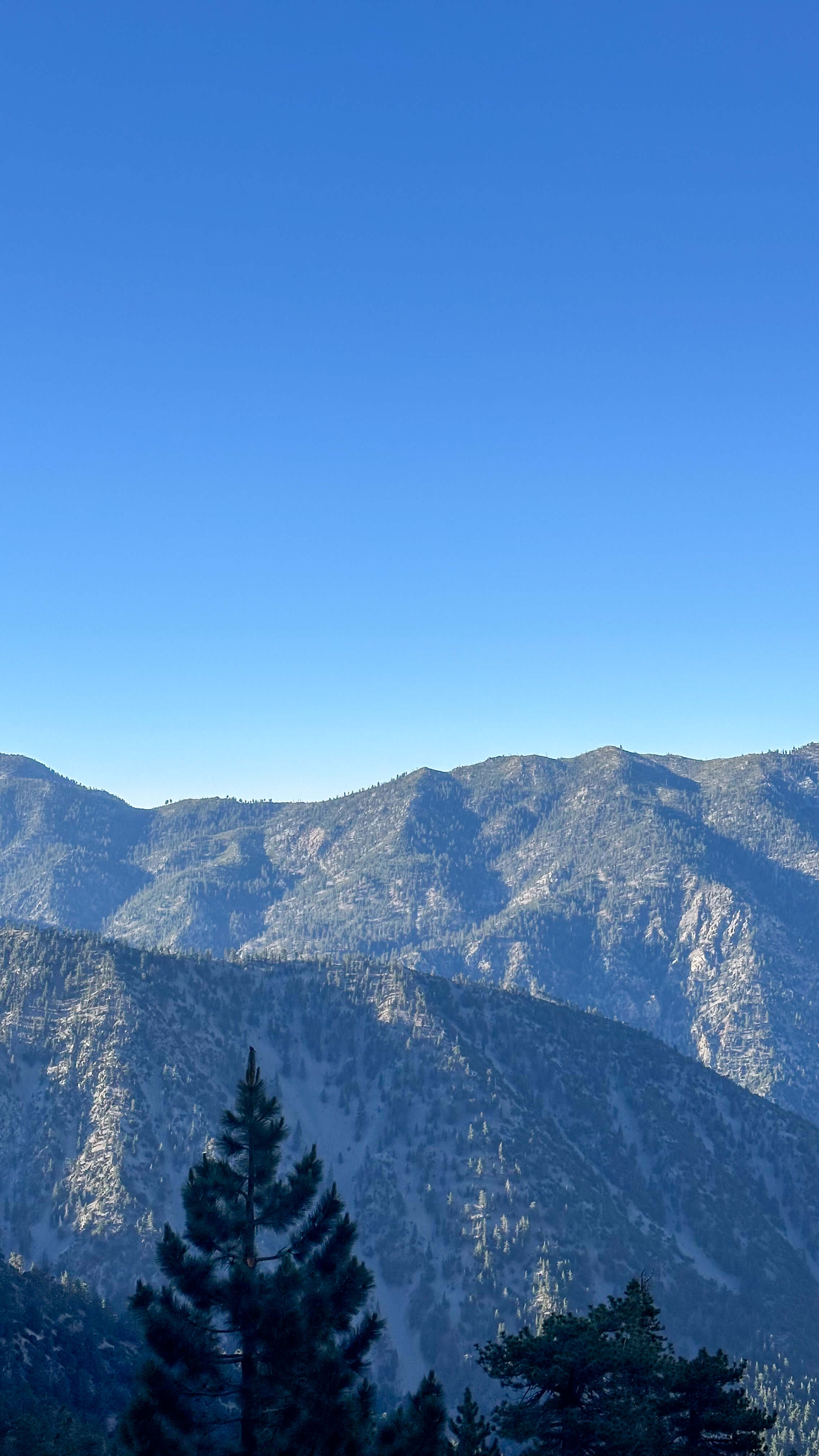 Ridgeline and pine silhouette on the way up Mount Baldy